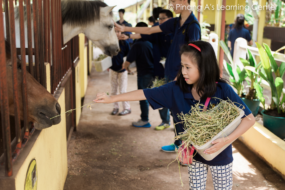 Penang Homeschool visit to Countryside Stables Penang