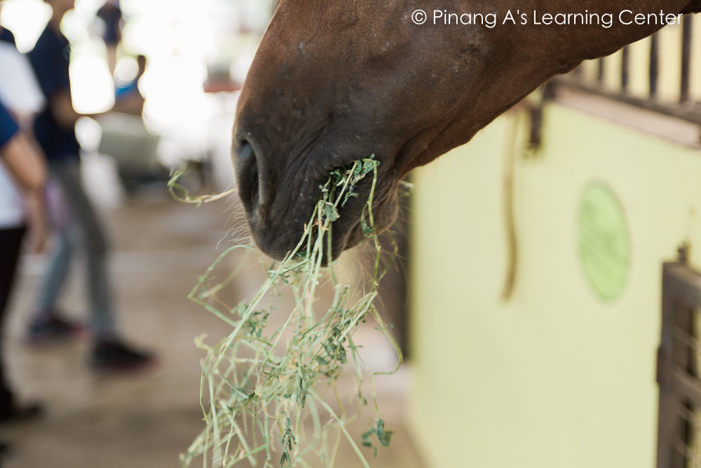 Horse eating at Countryside Stables Penang