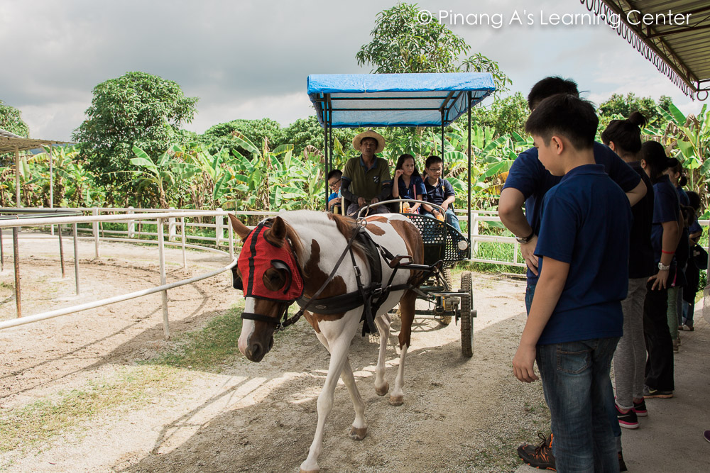 homeschool-visit-countryside-stables-penang-56